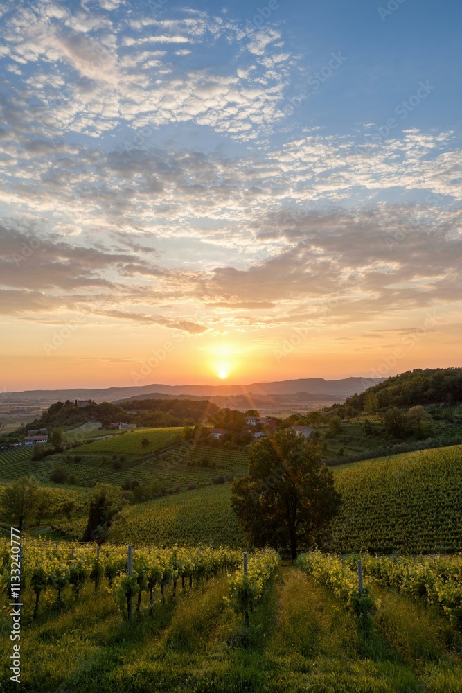 Fototapeta premium Sunset over the vineyards, Vo' Euganeo, Padua, Italy 