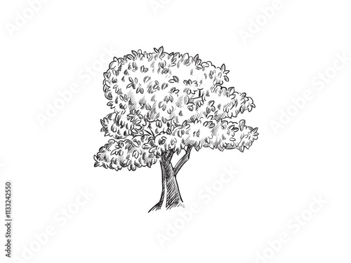 a tree with roots and braches sketch illustration isolated on white background 