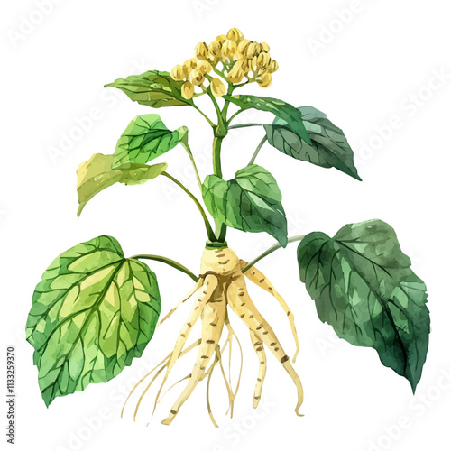 A watercolor painting of Siberian Ginseng, isolated on a white background. Siberian Ginseng vector.
