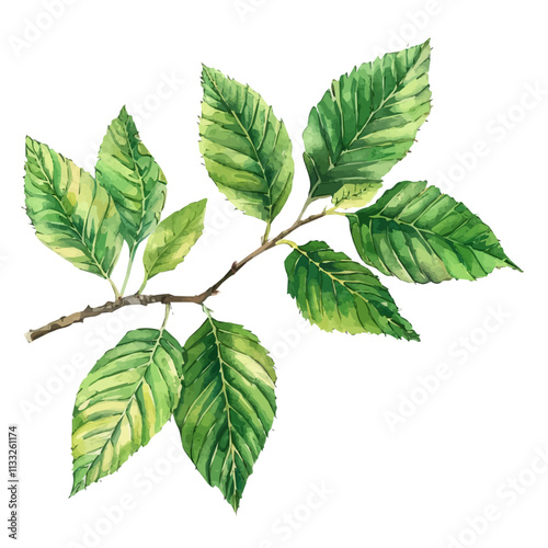 A watercolor of Slippery Elm, isolated on a white background. Slippery Elm vector.
