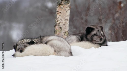 A couple of two Arctic foxes (Vulpes lagopus) Sleeping together on snow in Norway.
