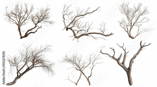 tree brancheson isolated on a white background photo