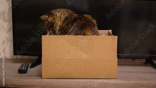 Gray and red Cat sitting in a cardboard box