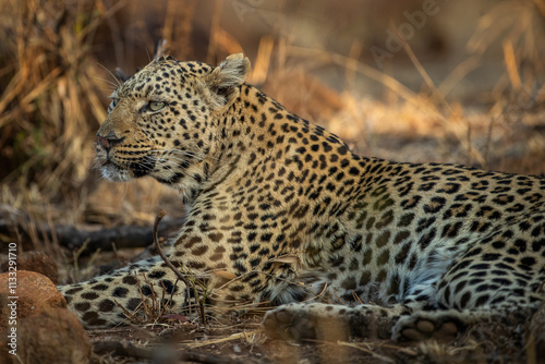 Female leopard in the african bush, at Pilanesberg National Park