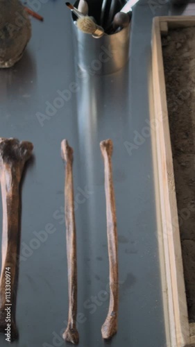 Specimen collection of fossil skulls, remains of ancient extinct human skeleton and tools lying on the table. Archaeological science laboratory with advanced equipment for bones examination. Vertical photo