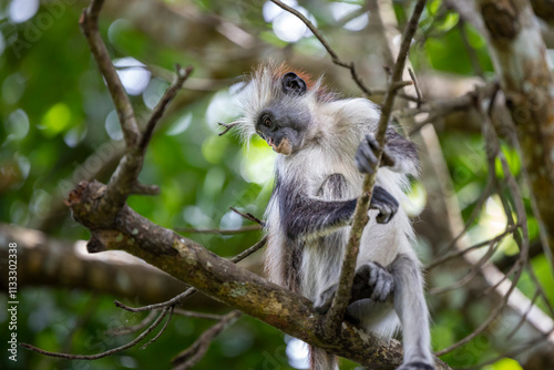 A seemingly older Zanzibar red colobus calmly sits on a branch, holding on while gazing down beneath itself. Jozani Forest National Park.