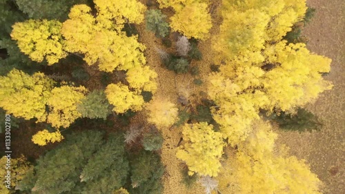 Flying over golden aspens in fall photo