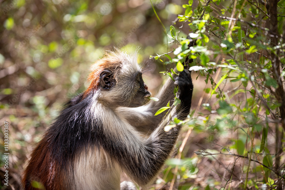 Obraz premium The Zanzibar red colobus climbed down from the tree, sat on the ground and is tearing off and chewing young green leaves from a shrub. Jozani Forest, Zanzibar