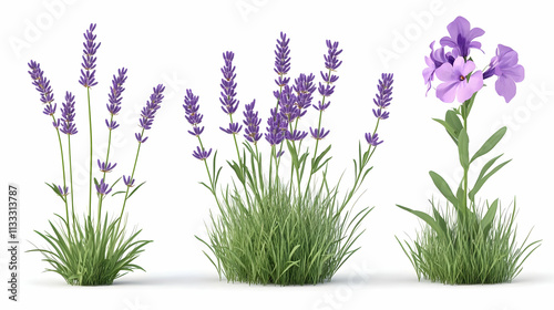 lavender flowerson isolated on a white background photo