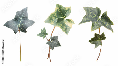 ivy leafon isolated on a white background photo