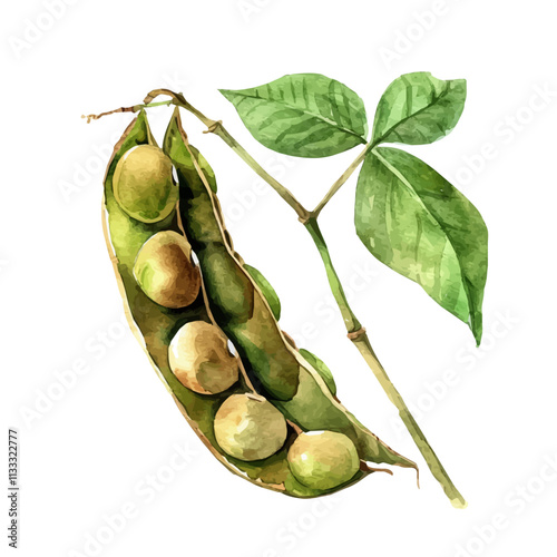 A watercolor of a soybean pod, isolated on a white background. Soybean pod vector.
