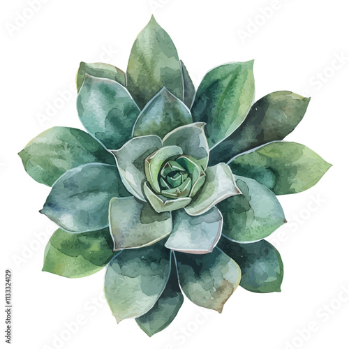 A watercolor drawing of a succulent plant, isolated on a white background. Succulent vector.
