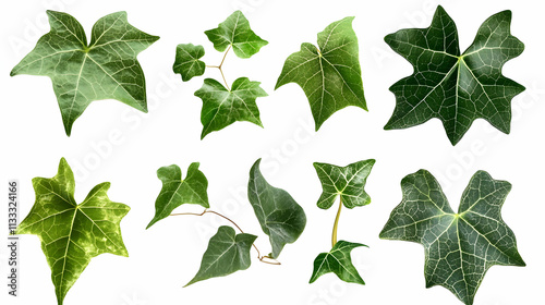 ivy leafon isolated on a white background photo