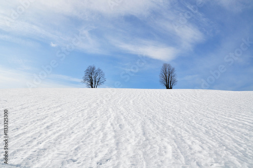 Winter landscape twoo trees white snow
