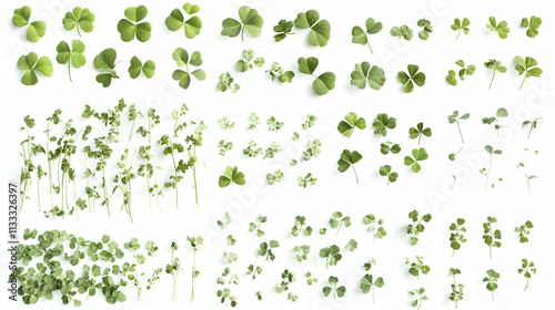 cloverson isolated on a white background