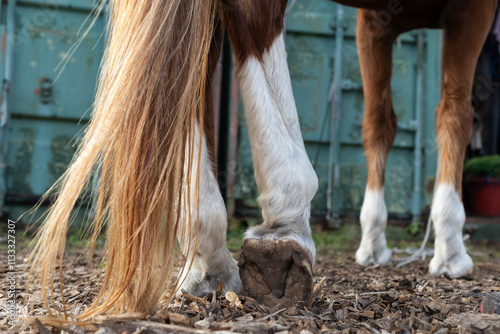 Ground level view of horse legs on farm photo