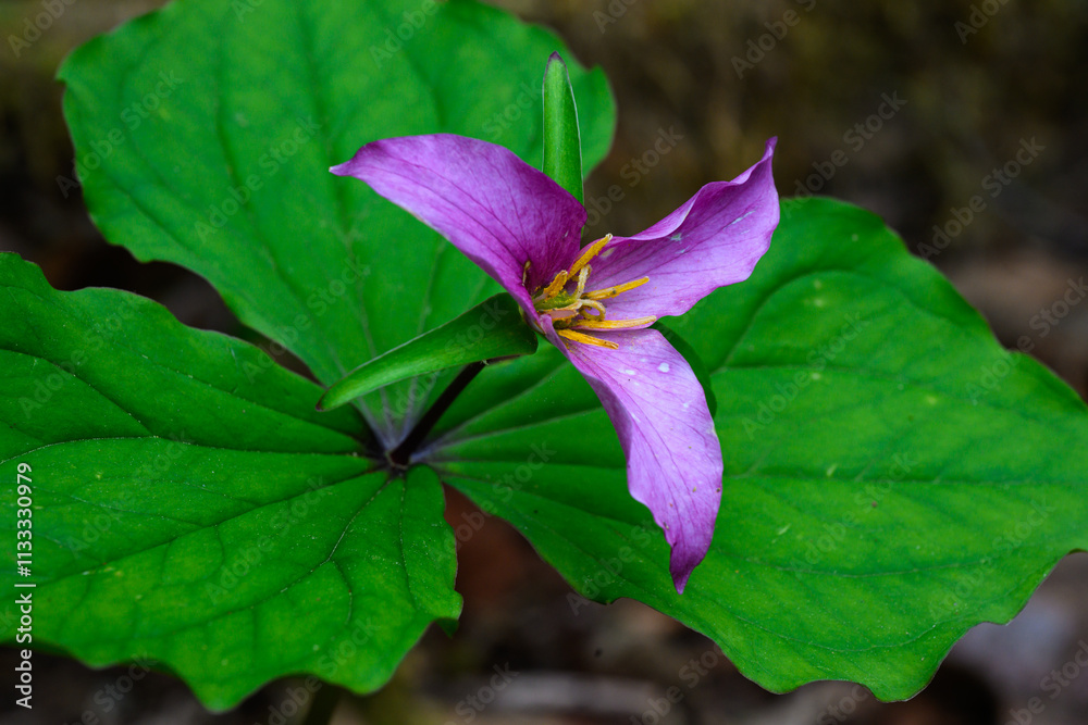 Φωτογραφία Trillium Ovatum in closeup in purple phase of color changing as plant ages