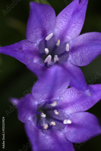 Campanula flower showing details of blue petals, stamens and pistil