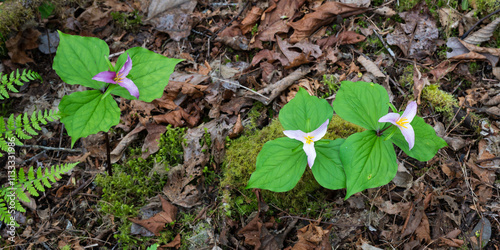 Trillium ovatum wildflower plants on forest floor in pink and purple colors photo