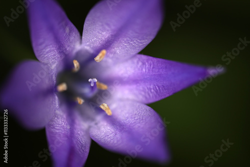 Campanula flower showing details of blue petals, stamens and pistil photo