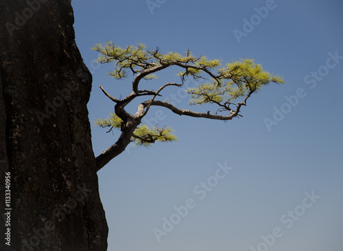 Canary Island pine Pinus canariensis on a cliff. Integral Natural Reserve of Inagua. Gran Canaria. Canary Islands. Spain. photo