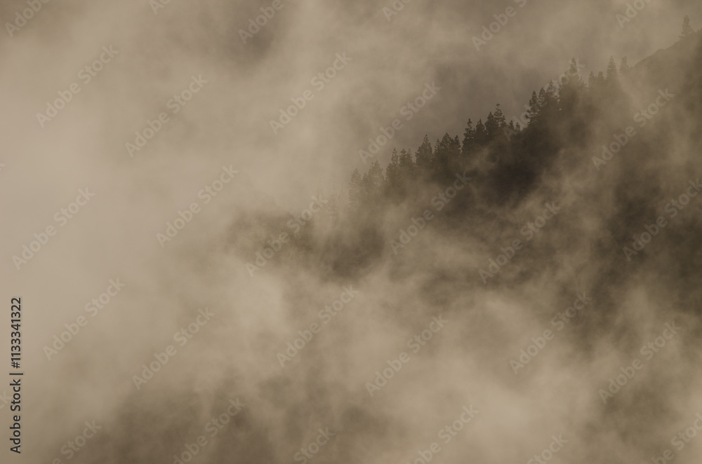 Fototapeta premium Slope covered of forest of Canary Island pine Pinus canariensis in the fog at dawn. The Nublo Rural Park. Tejeda. Gran Canaria. Canary Islands. Spain.
