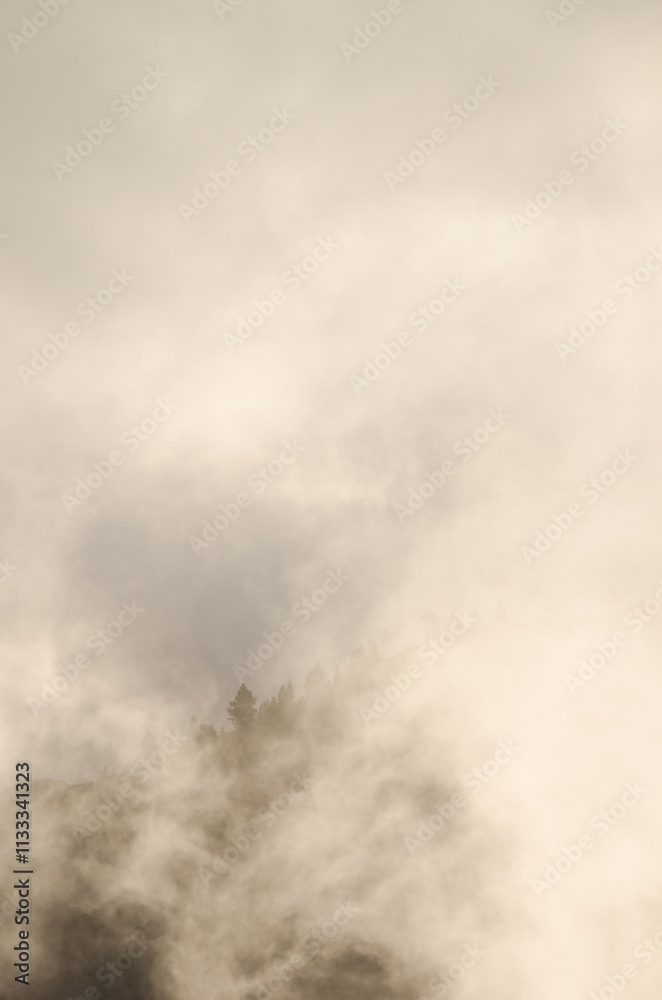 Fototapeta premium Slope covered of forest of Canary Island pine Pinus canariensis in the fog at dawn. The Nublo Rural Park. Tejeda. Gran Canaria. Canary Islands. Spain.