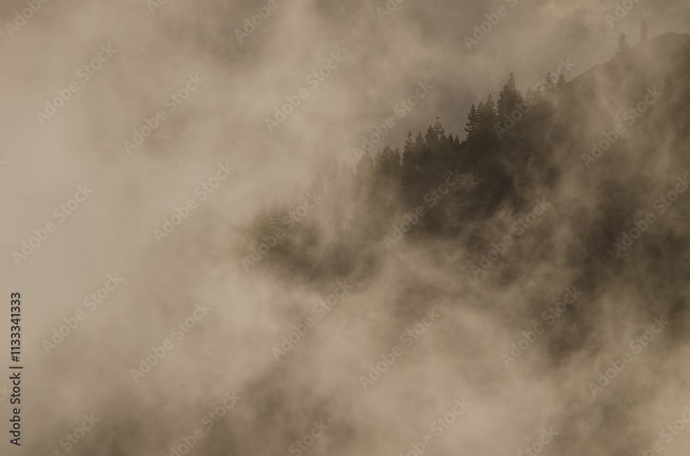 Fototapeta premium Slope covered of forest of Canary Island pine Pinus canariensis in the fog at dawn. The Nublo Rural Park. Tejeda. Gran Canaria. Canary Islands. Spain.