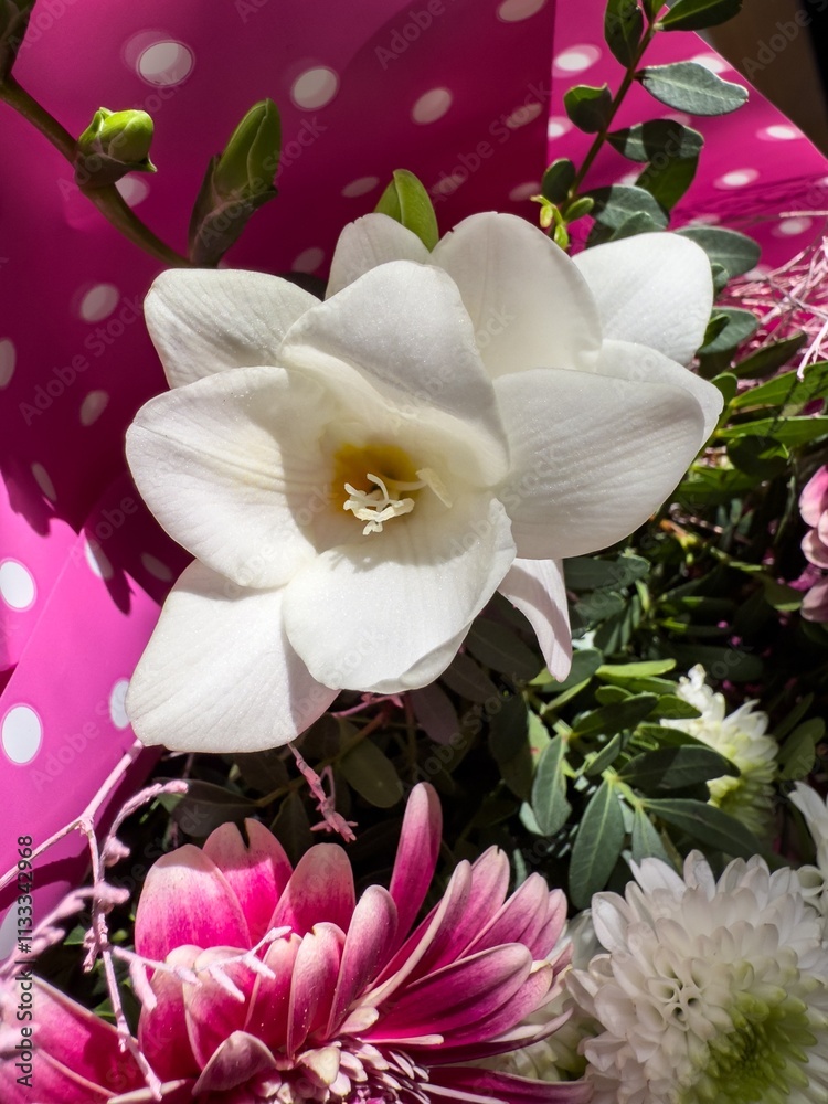 Freesia refracta, alba (Freesia leichtlinii Klatt) white flower