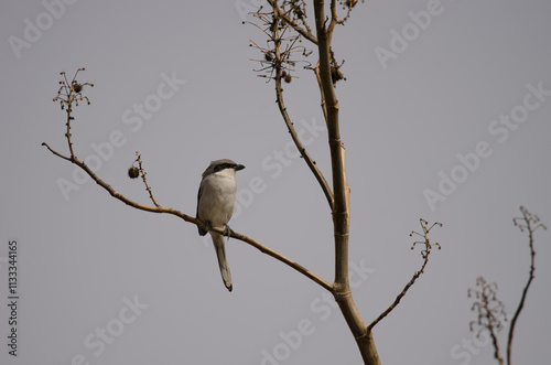 Great grey shrike Lanius excubitor koenigi. Gran Canaria. Canary Islands. Spain. photo