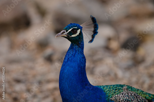 Male Indian peafowl Pavo cristatus. Arguineguin ravine. Mogan. Gran Canaria. Canary Islands. Spain. photo