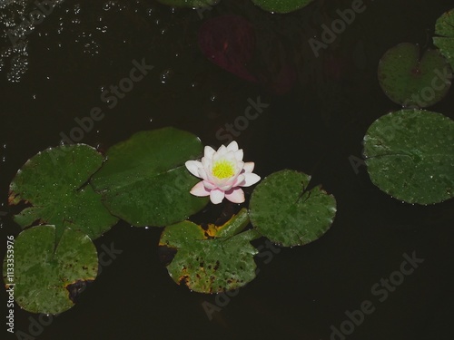 Fiore di Ninfea che galleggia su un laghetto.