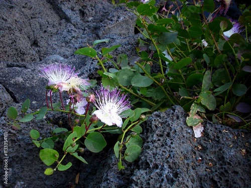 Fiori di cappero su roccia lavica. photo