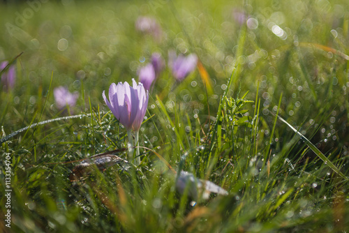 Ocun - Colchicum - colorful flower in a meadow in green grass. The photo has a beautiful bokeh created by an old lens. photo