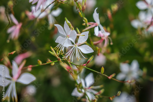 Oenothera lindheimeri, commonly known as Lindheimer's beeblossom, white gaura, pink gaura, Lindheimer's clockweed, and Indian feather, is a species of Oenothera.  photo