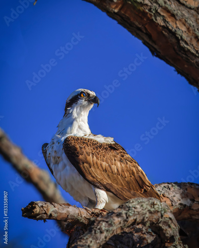 An Osprey is perched on a tree branch