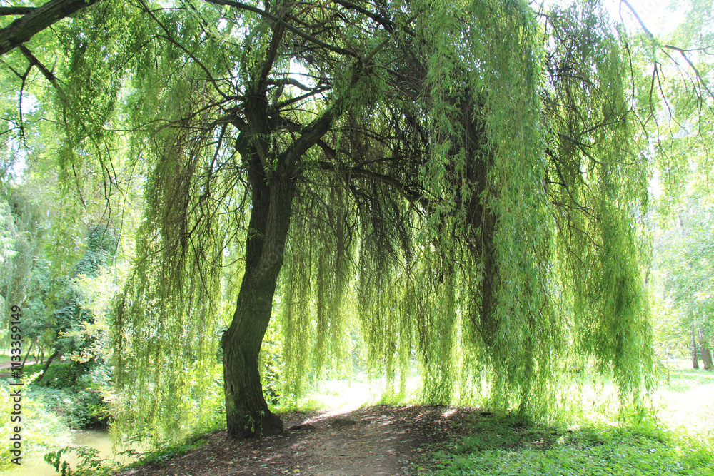 Fototapeta premium The weeping willow tree (Salix babylonica) adorns parks, squares, and ponds.