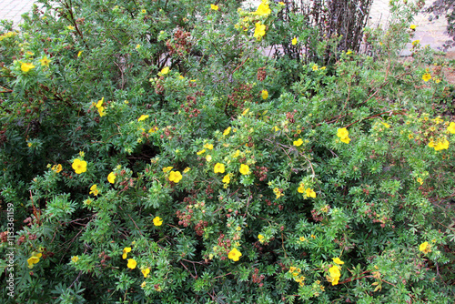 An ornamental shrub, potentilla fruticosa, grows in the garden