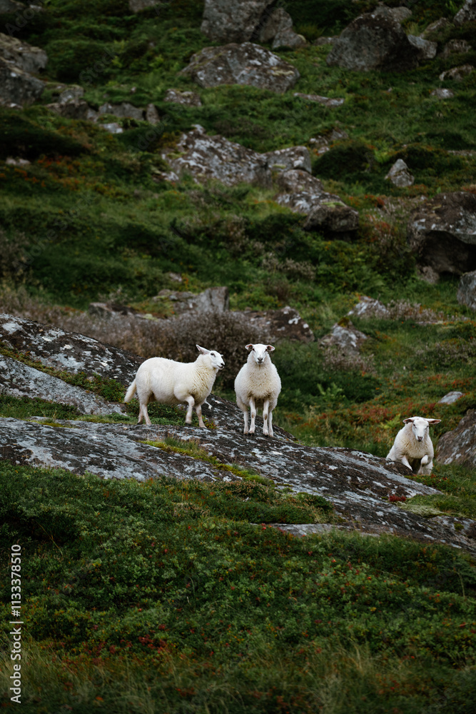 Fototapeta premium Charming White Sheep Grazing on a Rocky Green Pasture Surrounded by Beautiful Hills