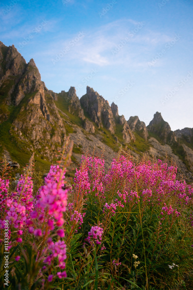 Obraz premium Stunningly Vibrant Wildflowers Blooming Against the Majestic Backdrop of Mountain Peaks