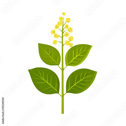 Minimalist flat illustration of a linden tree, featuring a clean design isolated on a white background.

