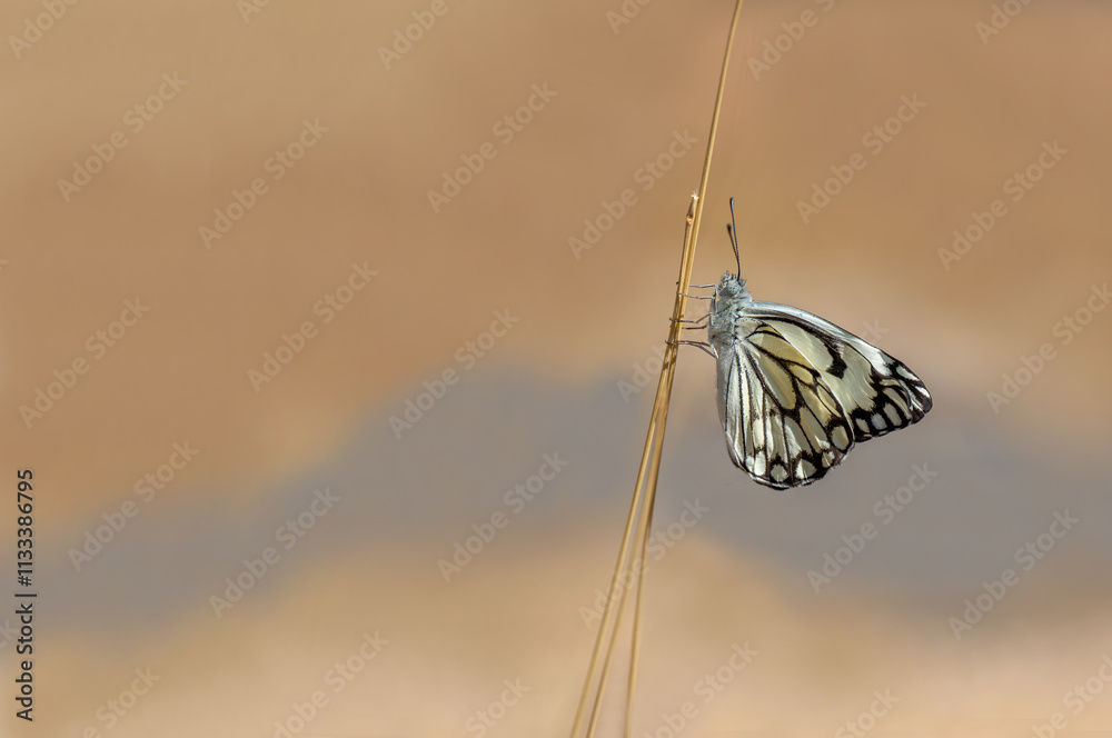 White Pioneer butterfly (Belenois aurota)