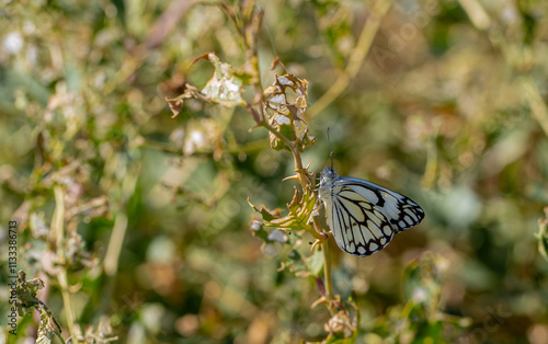 White Pioneer butterfly (Belenois aurota) photo