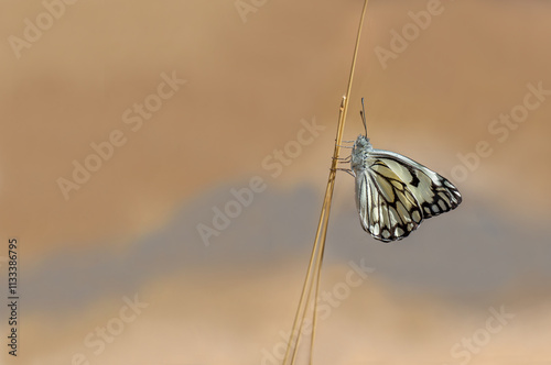 White Pioneer butterfly (Belenois aurota)