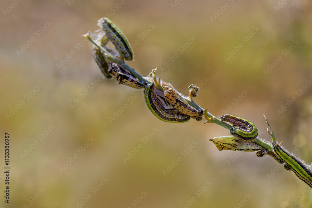 White Pioneer butterfly caterpillar and pupa (Belenois aurota)