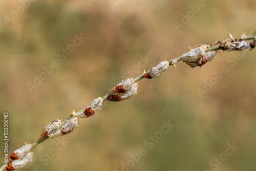 White Pioneer butterfly caterpillar and pupa (Belenois aurota)