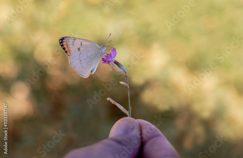 Obraz na płótnie Mesopotamian Colotis butterfly (Colotis fausta) w salonie