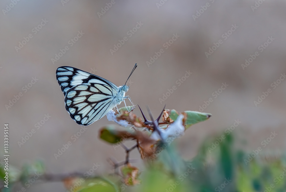 White Pioneer butterfly (Belenois aurota)