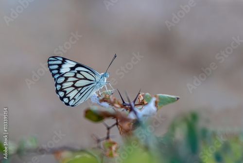 Obraz na płótnie White Pioneer butterfly (Belenois aurota) w salonie