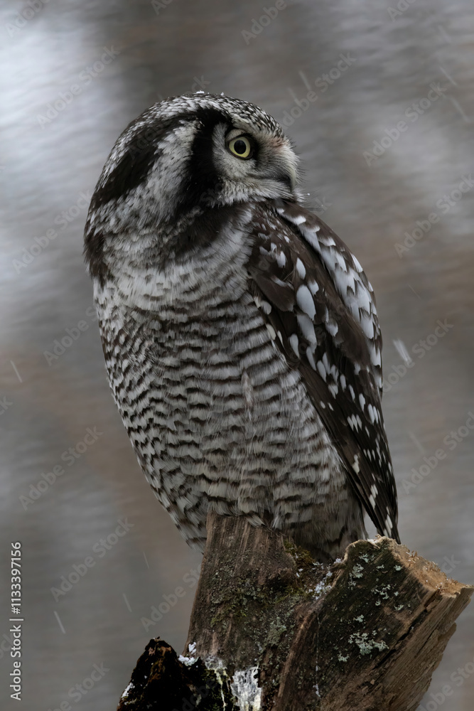 Fototapeta premium Northern hawk-owl (Surnia ulula)...